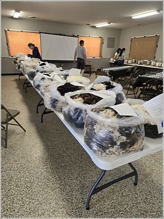 Jacob fleece class at the annual general meeting of the Jacob Sheep Breeders Association in Coldwater. Photo: Letty Klein.